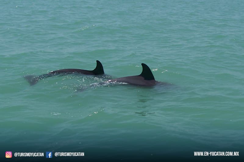 Tour de Observación de Delfines en Isla Aguada