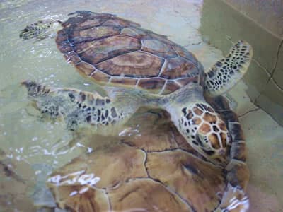 Tortugranja, Isla Mujeres Turtle Farm