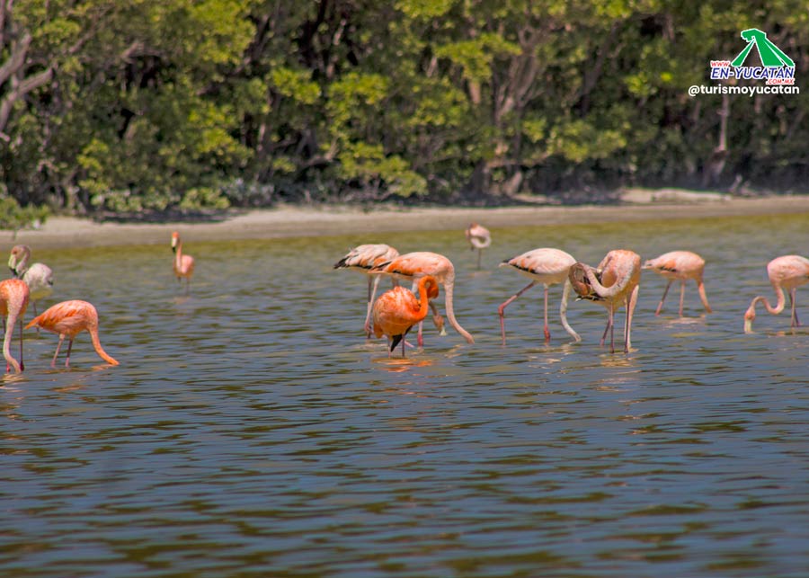 Recorridos en Lancha en Celestún, Ruta Flamingo