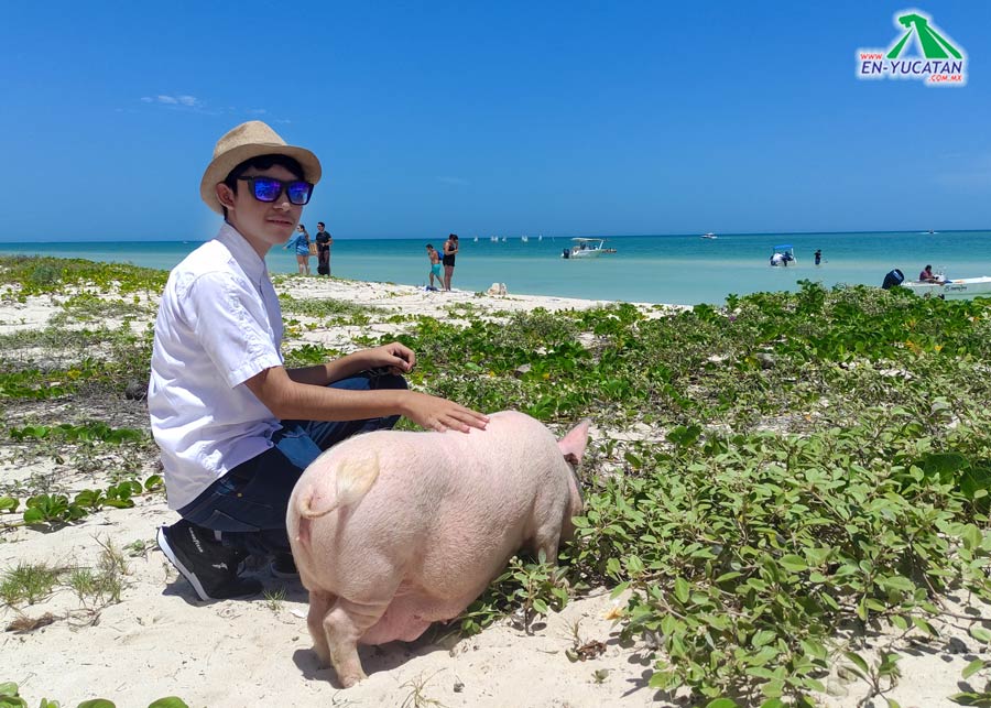 Playa Pig Beach en Progreso Yucatán