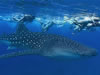nado con tiburon ballena
