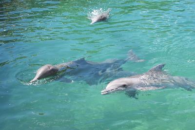 Delfines en Puerto Aventuras