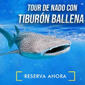 Tour de Nado con Tiburón Ballena