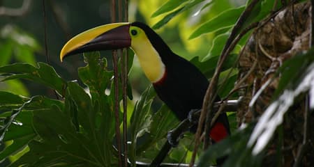 balan kin, campeche