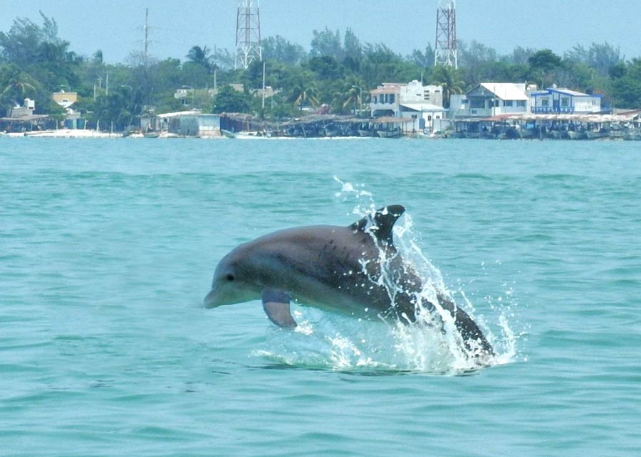Delfin en Isla Aguada, Calakmul Mayan Adventure