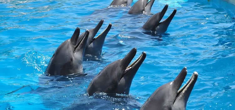 [Image: nado-con-delfines-dolphinaris-cancun.jpg]