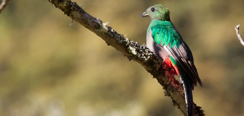 The Sound of Quetzal in Chichen Itza