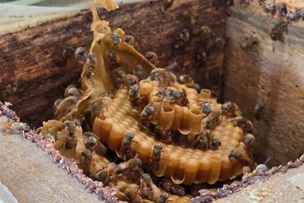 Meliponario de Yaxcabá