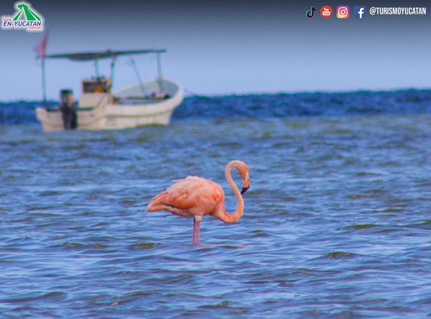 Observation of Flamingos in Dzilam Bravo