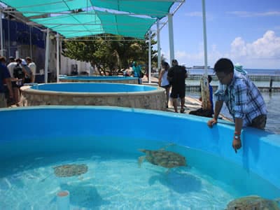 Tortugranja, Granja de Tortugas de Isla Mujeres