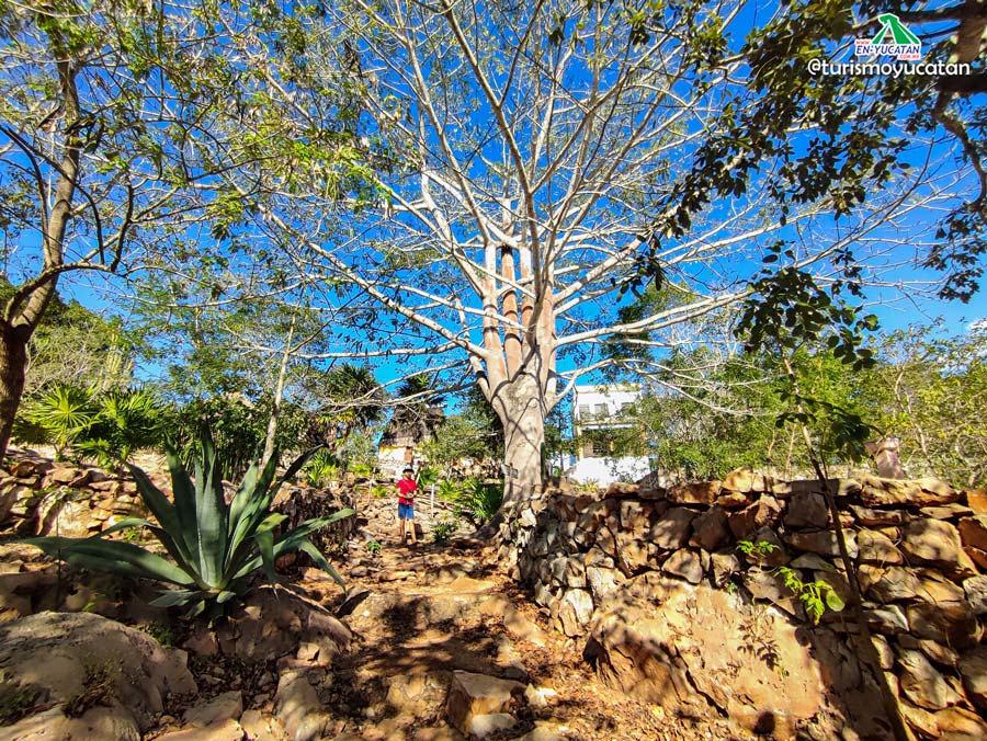Ceiba, Sendero con árboles de la región