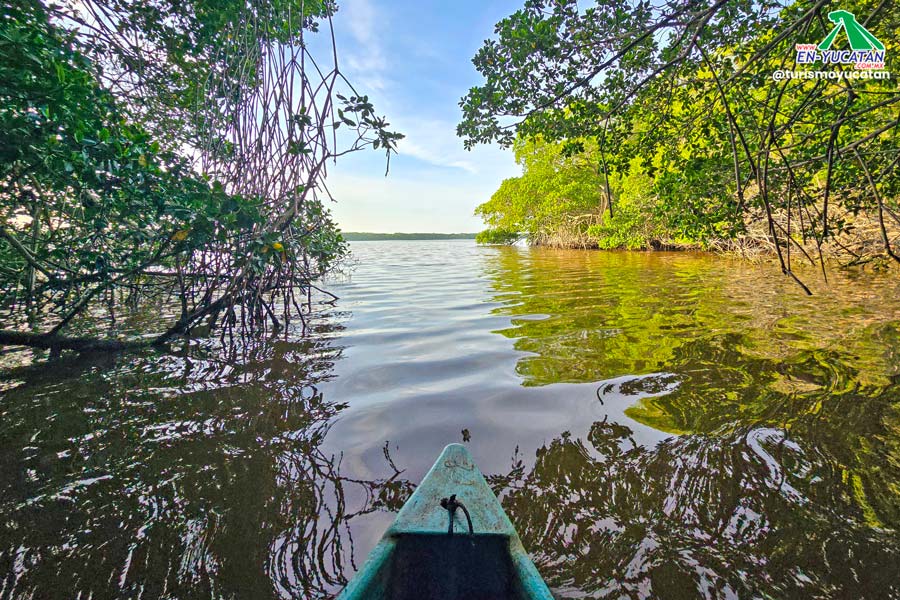 Dzinintun Mangroves