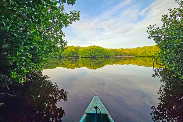 Guardians of the Dzinintún Mangroves