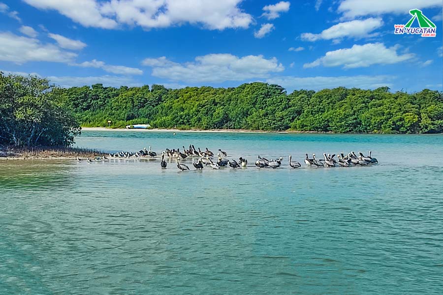 Pelicanos en Chuburna Puerto
