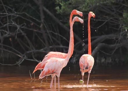 Tour Observación de Flamingos