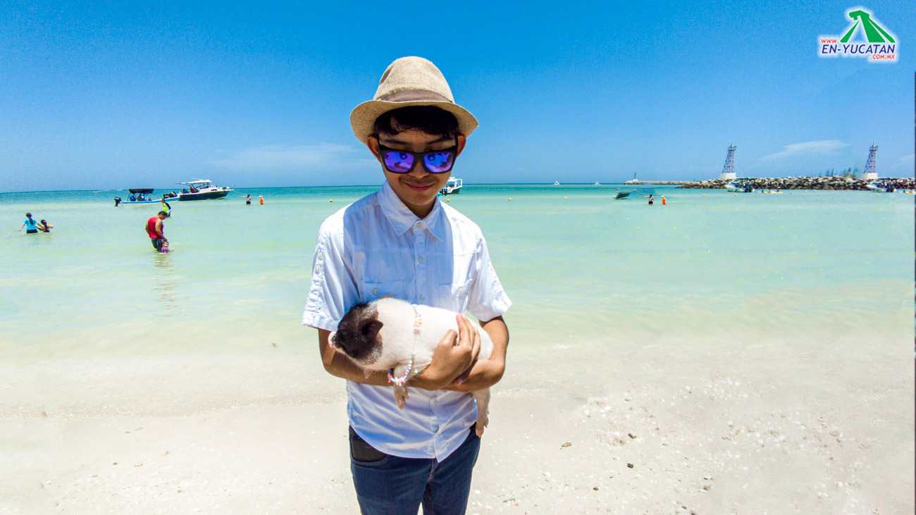 Pig Beach, La Playa del los Cerditos única en Progreso Yucatán
