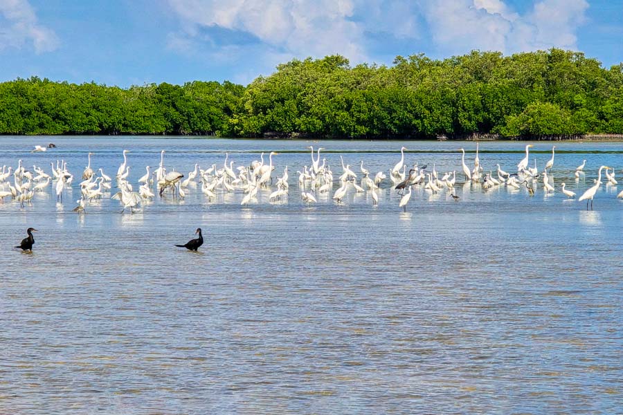 Birdwatching in San Felipe, Yucatán