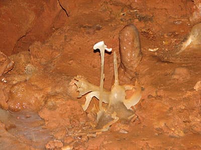 gruta yaxnic, grutas yucatan, grutas tekax