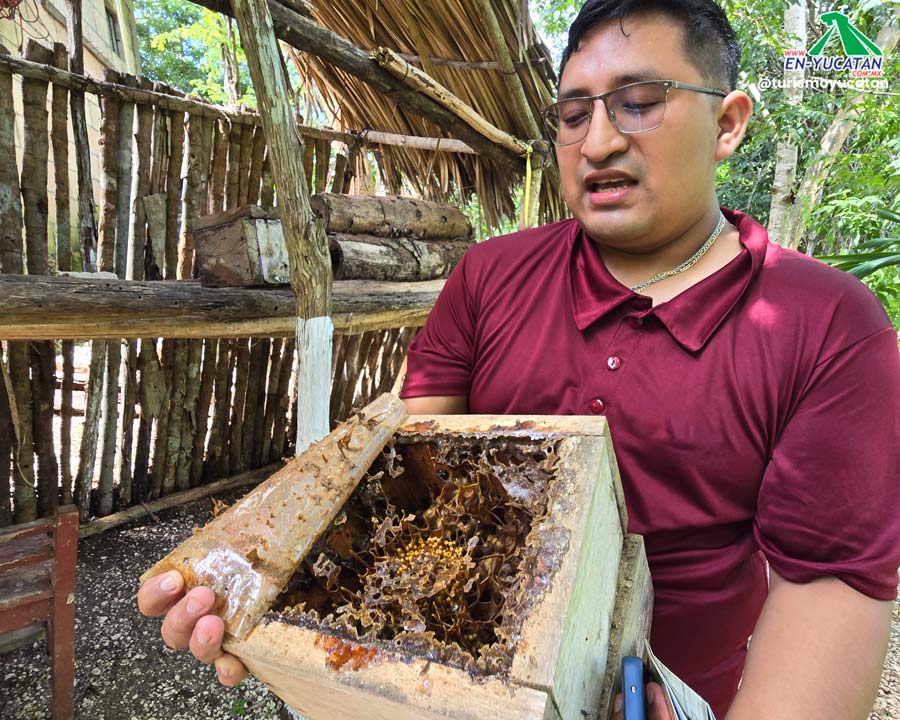 Abejas Meliponas en Jardín Alak en Tekom Yucatán