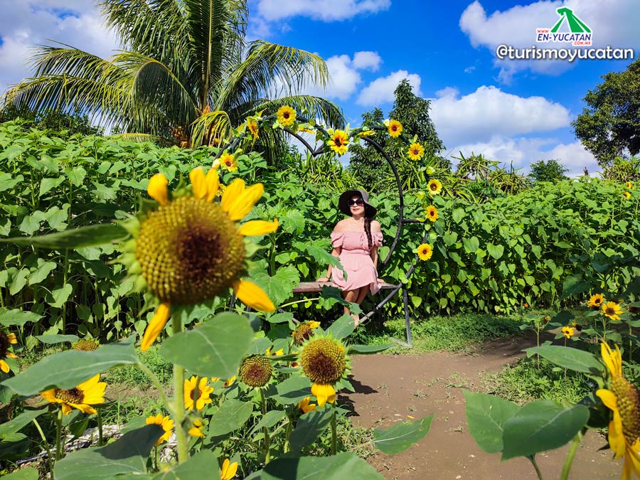 Jardín de Girasoles en Yucatán, Jardin Suut Kiin Lool