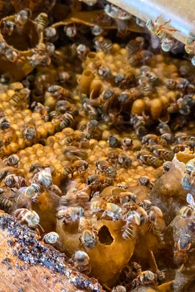 Meliponario de Yaxcabá