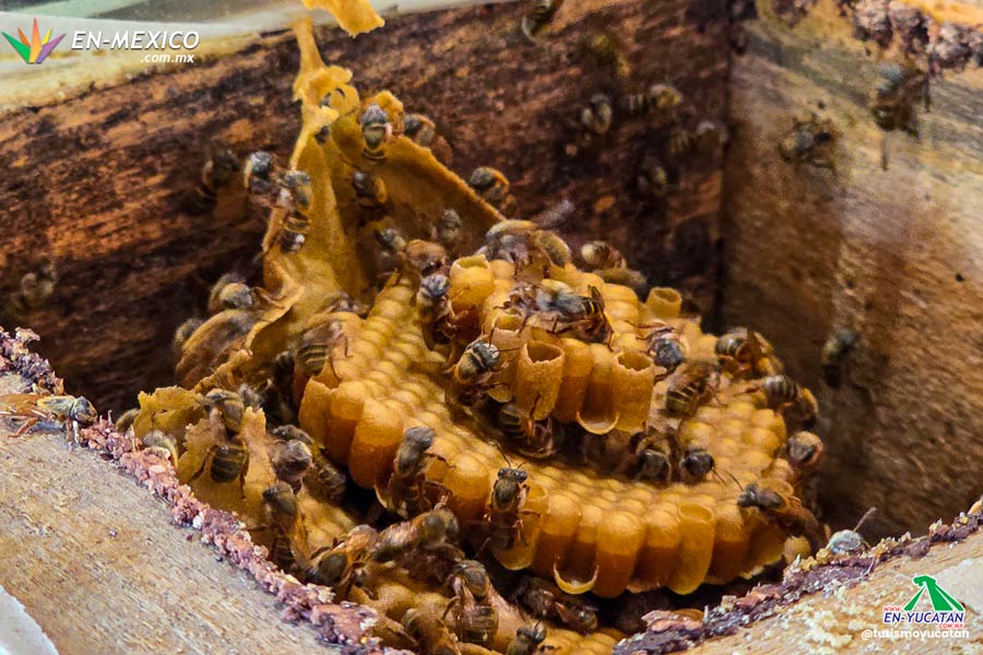 Meliponario Yaxcabá Yucatán