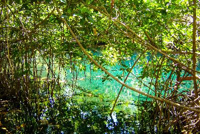Cenotes en Dzilam de Bravo