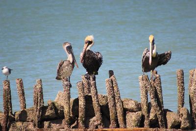 Pelicanos en Chelem
