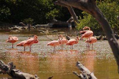Flamingos en Sisal