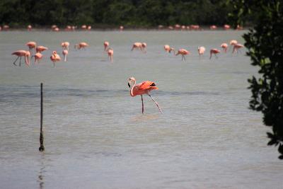 Flamingo en Chabihau