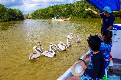 Alimentando Pelicanos en Rio Lagartos