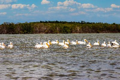 Avistamiento de Pelicanos en Rio Lagartos